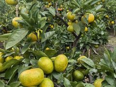 -北仑森林植物园