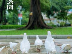 -顺峰山公园