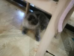 -万小咖.猫咖(中山路天虹店)