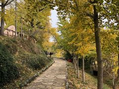 -千年银杏谷文化旅游区