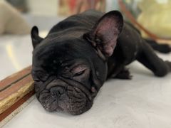 -共舞时光猫咖·狗咖(新街口店)