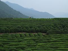 -龙坞茶村