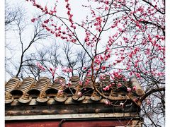 -国家植物园