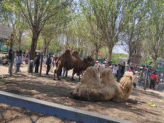 -长白岛森林公园