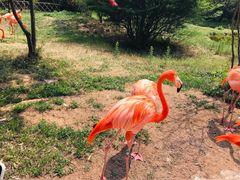 -青岛森林野生动物世界