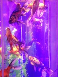 -未来动物城主题公园(正弘城店)