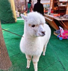 -萌宠亲子动物乐园(槐房万达店)