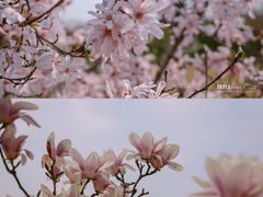 -上海辰山植物园