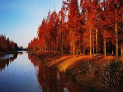 -黄海国家森林公园