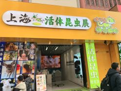 -神奇动物撸宠馆·羊驼·小浣熊·异宠(豫园店)