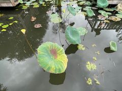 -五缘湾湿地公园