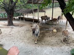 -深圳野生动物园