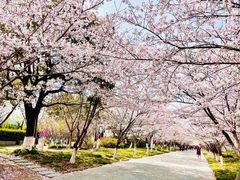-高东镇樱花园