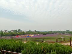 -大塘金香草谷
