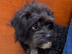 -艾贝尔宠物医院·狂犬免疫点(江山金象城店)