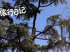 -翠湖公园