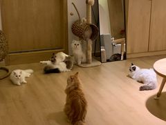 -猫腻·猫咖·撸猫馆(星光大道店)