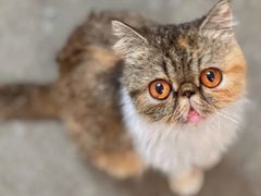 -泰国佛·塔罗·泰牌狐仙古曼