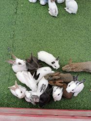 -萌宠亲子动物乐园(槐房万达店)