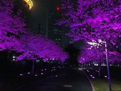 -西北湖绿化广场