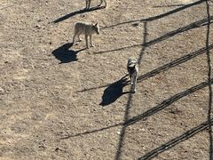 -鄂尔多斯野生动物园