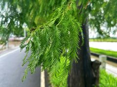 -崖口煲仔饭