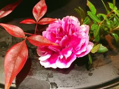 -香雪海饭店中餐厅(人民桥店)