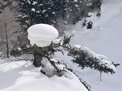 -芦芽山旅游度假区