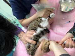 -北京观赏动物医院·24小时大型综合·猫专科·异宠专科