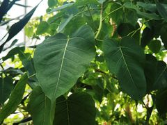 -北京植物园-展览温室