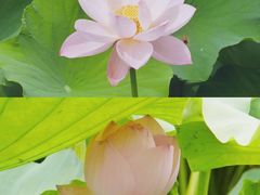 -龙头寺公园