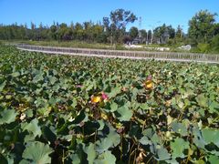 -羊亭河湿地公园