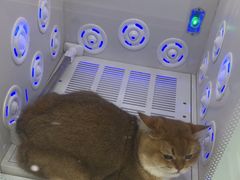 -爱洗澡的猫(天河路店)