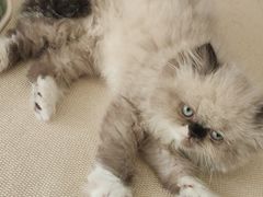 -柚子猫舍·精品猫舍购猫·猫咪认养·购宠·宠物店