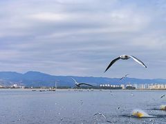 -海埂大坝
