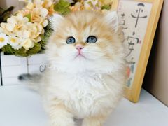 -小猫来了·猫舍(红山六九七九店)