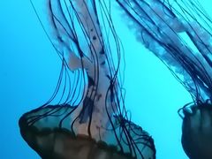 -太平洋海底世界