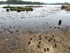 -野鸭湖国家湿地公园