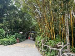 -野象谷景区