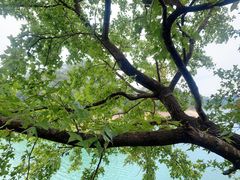 -广州市流溪河国家森林公园
