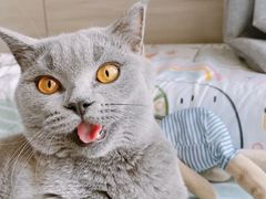 -lincat·猫舍(广州店)