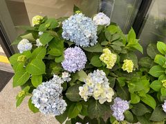 -野妹经典火锅(保利店)