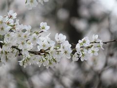 -甘棠公园