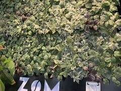 -ZM COFFEE(西安路店)