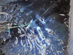 -稻香村鱼庄