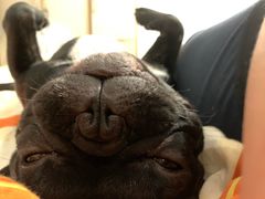 -多乐狗狗宠物训练工作室