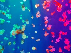 -成都浩海立方海洋公园