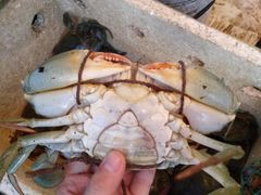 -尼甘布海鲜市场