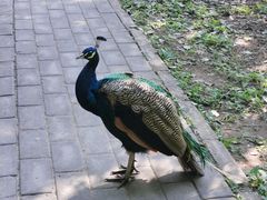 -北京麋鹿生态实验中心