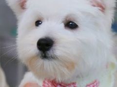 -翊宠yipet猫狗购宠庄园